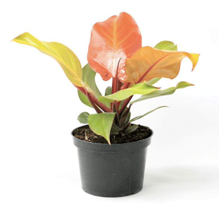 Image for Philodendron Prince of Orange
